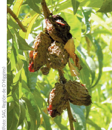Frutos momificados adheridos a ramilla de carozo, asociado a la acción de M. fructicola