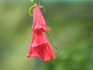 Flor del copihue: desde la Araucanía al mundo
