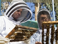 Exportación de abejas reinas chilenas: Un mercado que crece y se desarrolla