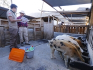 La Diarrea Epidémica Porcina PED: amenaza latente en la frontera norte de Chile