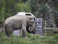 SAG INFORMA: Ramba rumbo al santuario de elefantes en Brasil
