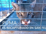 Sagaz Puma es recapturado en San Felipe