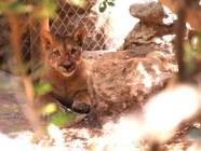 SAG traslada Puma rescatado en Vitacura