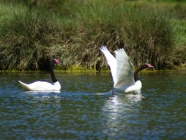 SAG avistó más de trece mil ejemplares de aves acuáticas en el Lago Budi