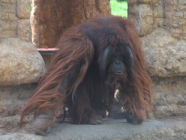 Sandai, el orangután de Borneo