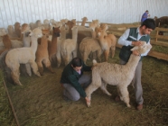 SAG certifica primera gran exportación de Alpacas con destino a China