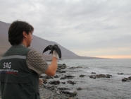 SAG Tarapacá trabaja en la protección de la Golondrina de Mar Negra