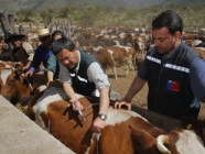 Programa de vacunación y desparasitación de ganado por veranadas