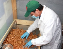 SAG Coquimbo inspeccionó primera exportación de pecano al mercado Europeo