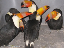 SAG interceptó nuevo contrabando de aves exóticas en Los Libertadores