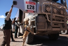 Ya comenzó una nueva versión del Rally Dakar y los servicios públicos relacionados están enfocados en cumplir de la mejor manera sus diversos roles, en pos de un correcto desarrollo de la competencia. Es el caso del Servicio Agrícola y Ganadero (SAG) de Atacama, quien esta semana enviará personal de apoyo hasta los pasos fronterizos de Antofagasta