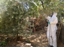 Desde el año 2012 que profesionales del SAG Limarí viene realizando una serie de aplicaciones con insecticidas para controlar los efectos de la plaga que aún se encuentra presente.
