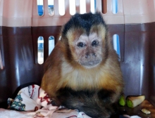 Después de permanecer durante 52 días bajo los cuidados especiales de la Sociedad Protectora de Animales de Iquique, finalmente 2 monos capuchinos (Cebus sp.) entregados voluntariamente por su tenedor al Servicio Agrícola y Ganadero (SAG), fueron trasladados al Centro de Rehabilitación de Primates de Peñaflor.
