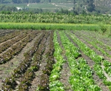•	La Dirección General de Agricultura y Desarrollo Rural de la Comunidad Europea informó su disposición de avanzar en el proceso de reconocimiento de equivalencia del sistema de certificación de la producción orgánica de Chile, para ser incluido en la lista de Terceros Paises reconocidos para este propósito.