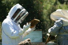 Productores de miel tomando los paneles 