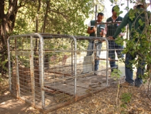 Instalación de jaula para captura de puma