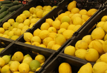 Se abre mercado de limones a Estados Unidos bajo Systems Approach