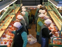 Personal de planta seleccionando manzanas para exportar 
