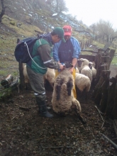 Experto SAG aplica antiparasitarios y vitaminas a oveja que sostiene pequeño agricultor de Alto Biobío