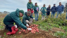 Productores/as cosechan ensayos de nuevas variedades de papa en la provincia de Arauco