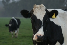 SAG avanza en habilitación de plantas de lácteos  para exportar a Panamá 