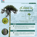 Bosques_3