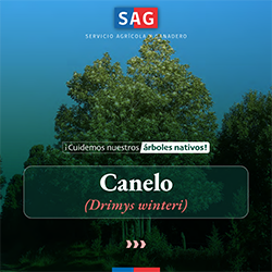 canelo_portada