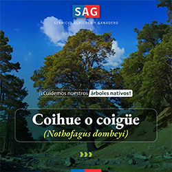 coihue_portada
