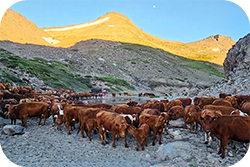 Pecuaria - Estrategia de Prevención de Introducción de Enfermedades Exóticas en Campos de Pastoreo Cordillerano