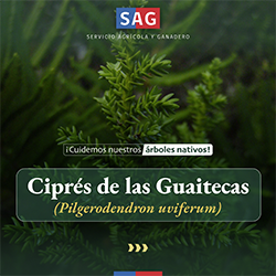 Cipres_portada