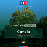 Canelo_1