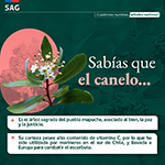 canelo_4