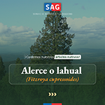 alerce 1