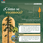 alerce 3