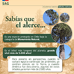 alerce 4