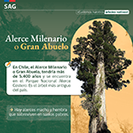 alerce 5