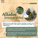 alerce 6