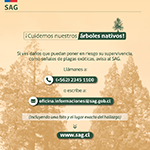 alerce 8