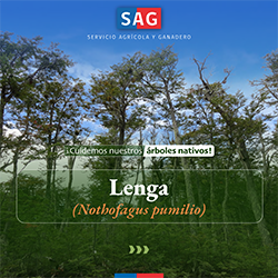 lenga_portada