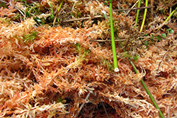 RN - Planes de cosecha sustentable del Musgo Sphagnum magellanicum