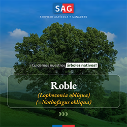 roble_portada