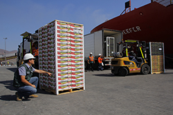 Paneles Estadísticos de Exportaciones Silvoagrícolas