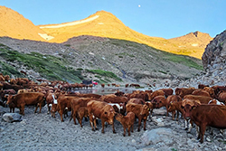 Pecuaria - Estrategia de Prevención de Introducción de Enfermedades Exóticas en Campos de Pastoreo Cordillerano