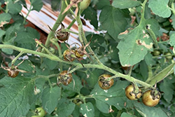 tomato brown