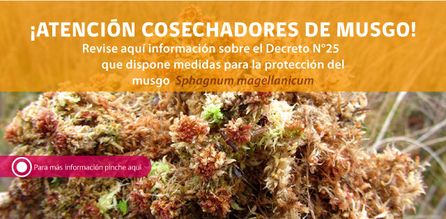 Musgo Sphagnum magellanicum