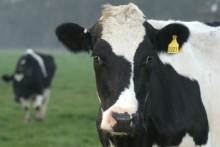 Un positivo y considerable avance en la identificación con Dispositivos Individuales de Identificación Oficial (DIIO) del programa de Trazabilidad Animal del Servicio Agrícola y Ganadero (SAG) ha experimentado la población bovina de la provincia de Cauquenes, gracias a la ejecución de dos proyectos FNDR.