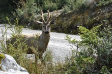 SAG destaca aprobación de recursos del Gobierno Regional para la protección y conservación del Huemul en Aysén