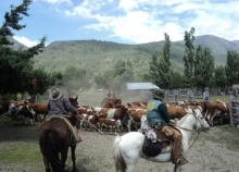 Los primeros grupos de animales, de unos 42 mil, comenzaron a subir a algunas de las 64 veranadas autorizadas por el Servicio Agrícola y Ganadero (SAG), organismo dependiente del Ministerio de Agricultura, en la Región del Biobío. Se trata de bovinos, caprinos y equinos, los cuales, todos los años, durante esta época retornan a la cordillera para utilizar los pastizales que durante el invierno fueron cubiertos de nieve.