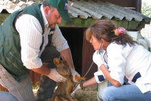Gracias a la oportuna denuncia y a la ayuda de una empresa privada y familias de la comuna de Galvarino, los funcionarios del Servicio Agrícola y Ganadero (SAG) lograron rescatar a dos pudúes (Pudu pudu) de un incendio forestal ocurrido en el sector.