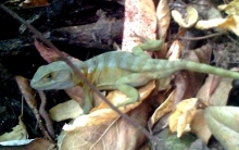 En el sector Patagual, de la comuna de Santa Juana, fue liberado un ejemplar de lagarto Gruñidor del Sur, Pristidactylus torquatus, encontrado en una caja de plátanos en una de las ferias libres de Tomé, el cual fue entregado a la Clínica Veterinaria VigoVet de esa comuna, lugar desde donde fue retirado por funcionarios del Servicio Agrícola y Ganadero